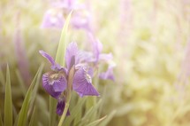 purple iris and sunlight