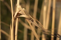 dried reeds 
