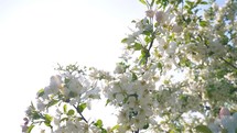 Flowering apple tree with white flowers towards sunny sky with copy space, spring natural background
