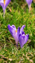 Snow melting fast in spring nature and crocus flower bloomin in green grassy meadow timelapse Vertical footage
