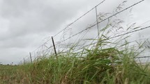grass growing along a barbed wire fence in the country 