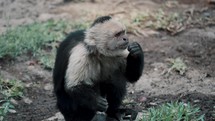 An Adult Capuchin Monkey Sitting On The Ground Resting After Eating And Scratching Its Tail. 	
