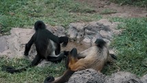 Tracking shot of Black-handed Spider Monkeys Relaxing On Their Habitats Near A Small River. 