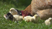 Baby chicks on farm.
