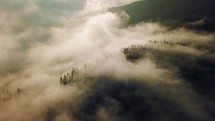 Aerial view of mysterious forest nature at sunrise
