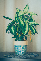 potted houseplant 