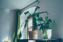 potted plants by a window 