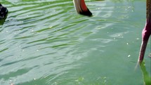 American flamingo standing in water and eating