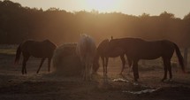 Horses on a paddock