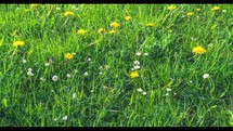 Beauty of green meadow with spring flowers blooming fast in fresh morning Grow Time Lapse
