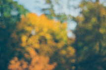 blurry image of fall foliage 
