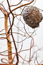 A hornet's nest hanging from a tree limb.