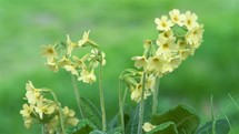 Closeup of Fresh Spring Cowslip Primula veris flowers bloom in green meadow sunny morning nature
