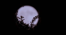 Telephoto footage of Full moon rising from behind trees