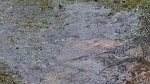 Driveway Flooded By Rain in the morning 