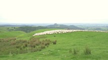 Fast moving sheep in green organic farm in New Zealand nature

