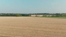 Wheat field landscape. Wheat green field landscape. Summer barley field in sunny day. Green agricultural field.