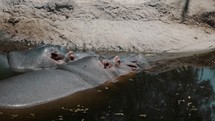 Two hippos floating in pool, dangerous African animal; medium shot	