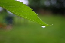 Water droplet on leaf closeup