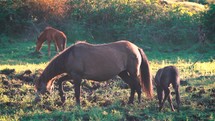 A foal grazing with a mother horse