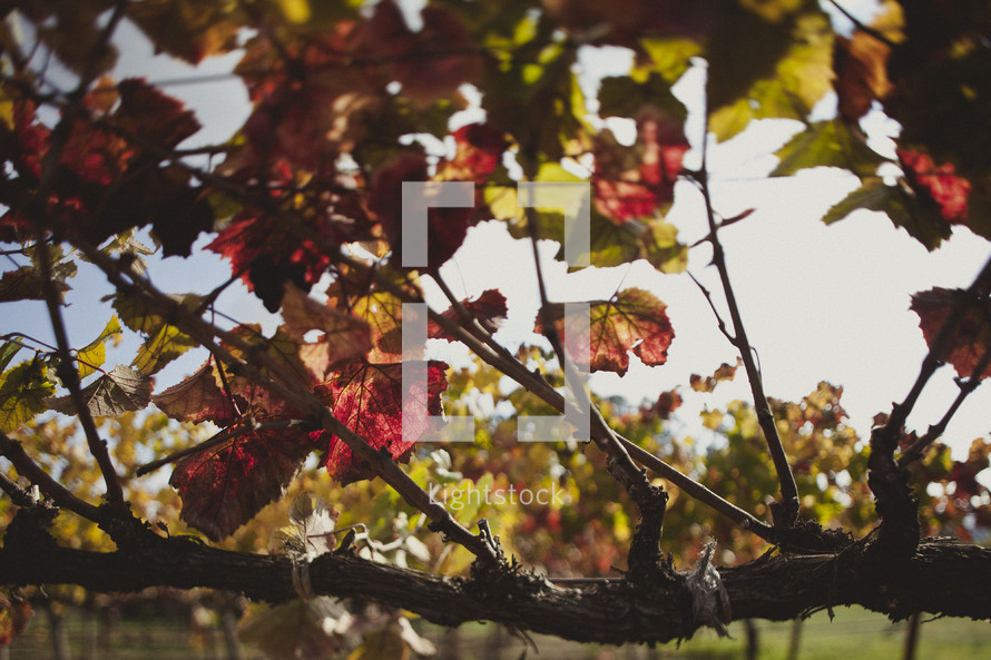 Colorful leaves of a grapevine in a vineyard