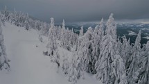 Aerial view of snowy forest trees in cold winter in cloudy nature