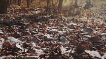 brown fall leaves on a forest floor 