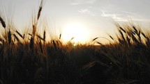 Wheat agriculture harvesting agribusiness. Ears of wheat on the field a during sunset. Sun through wheat ears on field. Harvest and harvesting concept. Landscape summer field sun sky nature.