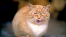 Sad redhead cat is crying, licks beard and show the teeth
