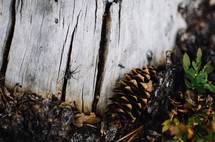 spider, ant, and pine cone on wood in a forest 