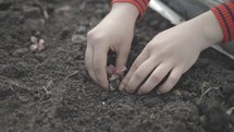 Close up of a young woman's hands planting a seedling in a flowerbed.