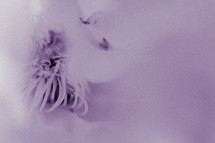 violet rose background 