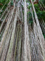 aerial roots in Bali 