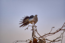 a dove on a branches stretching its wings 