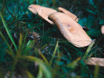 mushrooms in wet grass