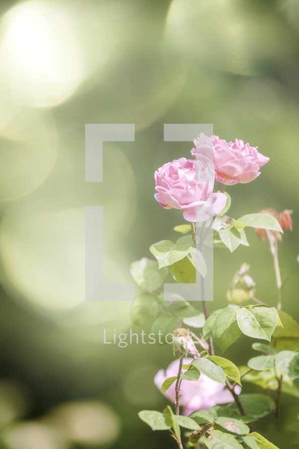 roses in sunlight