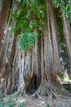 aerial roots on trees in Bali 