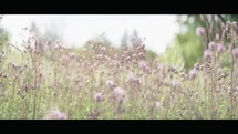 Wildflowers in a Serene Field