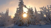 Cold snowy Winter forest trees with sun star in the middle in frozen nature morning landscape
