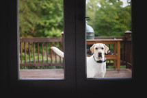 a dog at the back door window 