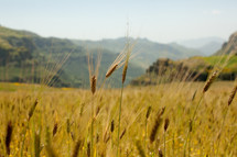 wheat grains in a field 