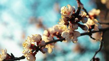 Spring flowers on blooming apricot tree branch. Spring blossom background. Beautiful nature scene with blooming tree. Spring flowers. Inspirational spring flowers and blooming tree blossom.