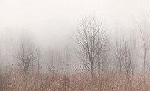 Dormant trees in a field through the fog.