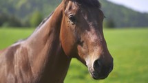 Portrait of brown riding horse in sunny green natural background, farm animal in rural nature ranch

