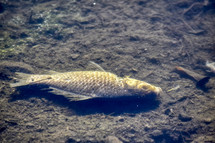 water pollution - dead fish 