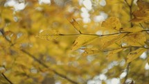 yellow leaves on a fall tree