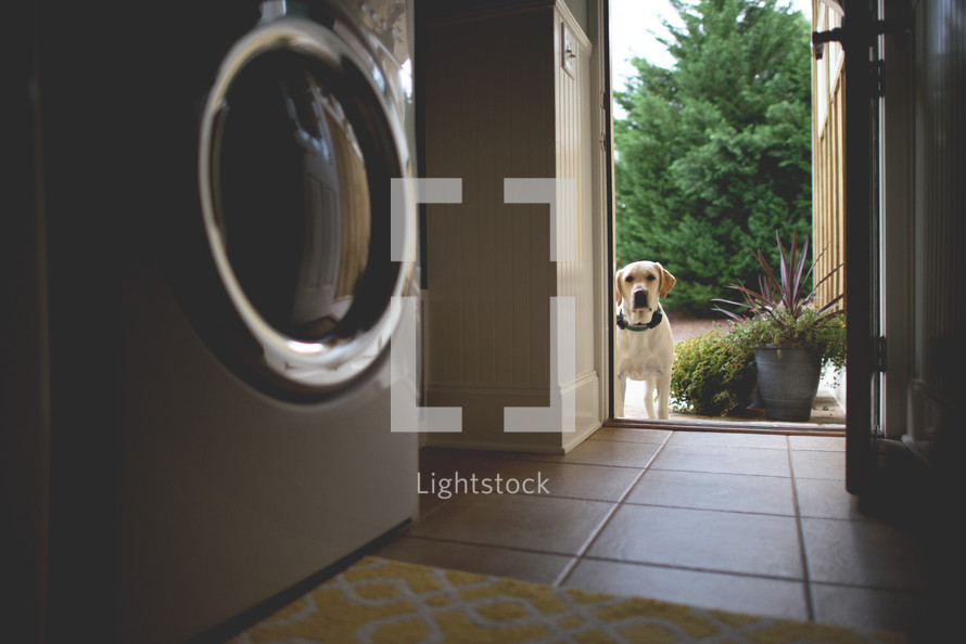 A dog standing at the open doorway of a laundry room.