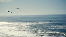 Slow motion of Seagulls flight over blue ocean water
