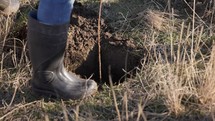 Man Putting Soil In Pit, Tree Planting - Close Up	