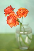 orange roses in a vase 